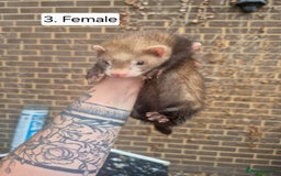 Ferret rodents for sale: Ferret kits - Image 6
