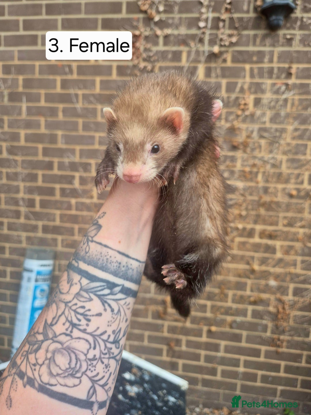 Ferret rodents for sale: Ferret kits - Image 6