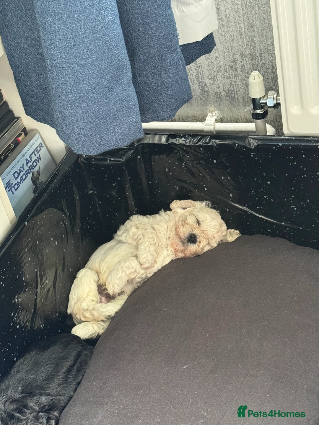 Shihpoo dogs for stud: gorgeous Shihpoo boy for studding  - Advert 12