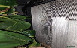 Gecko reptiles for sale: Mourning Gecko hatchlings. - Image 23