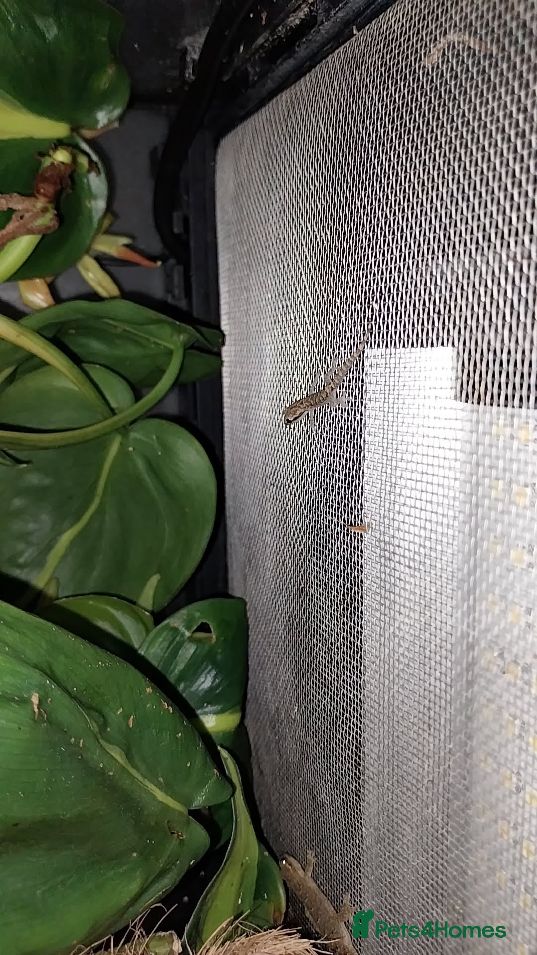 Gecko reptiles for sale: Mourning Gecko hatchlings. - Image 23