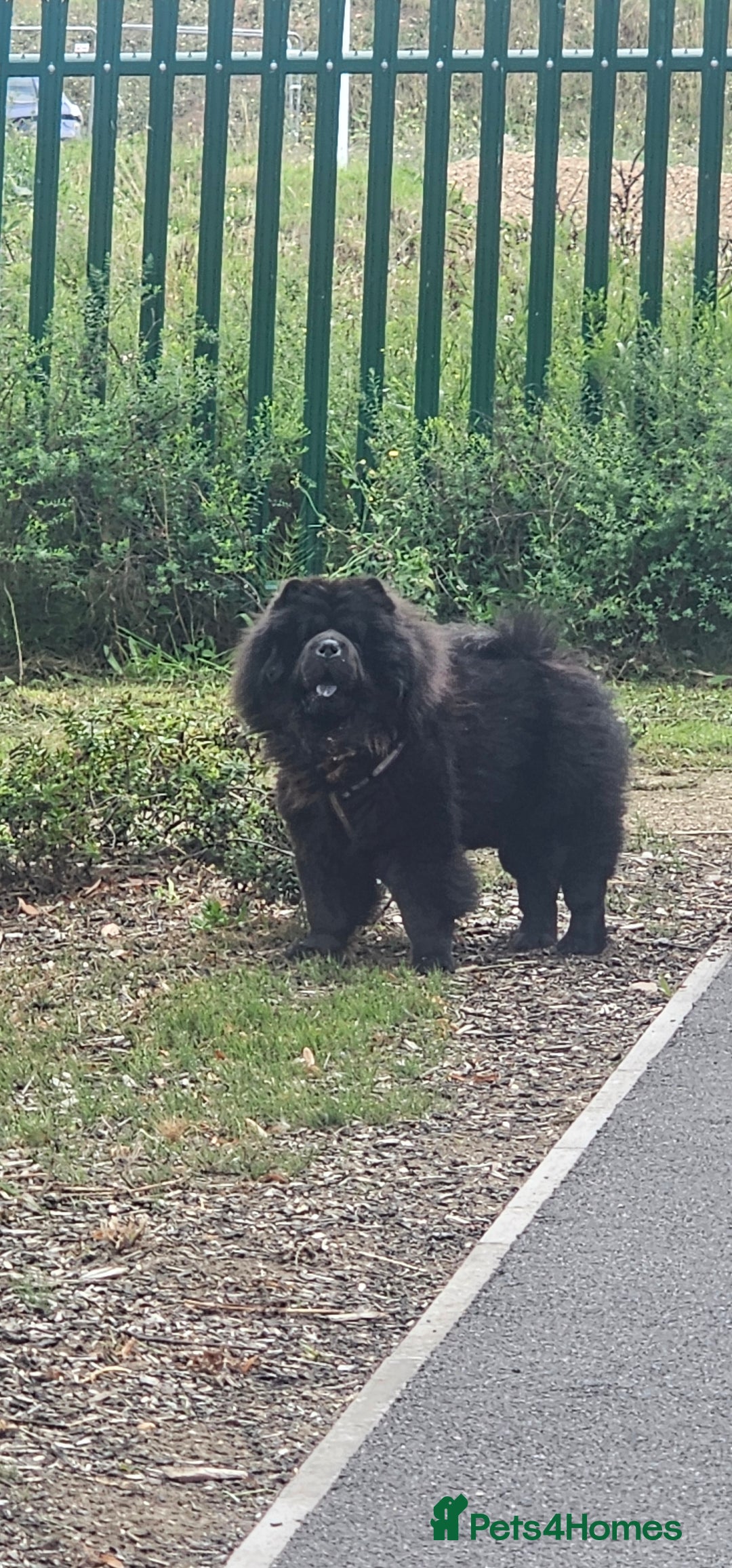 Chow Chow dogs for stud: Black Chow Chow Stud with a Striking Red Mane - Image 2