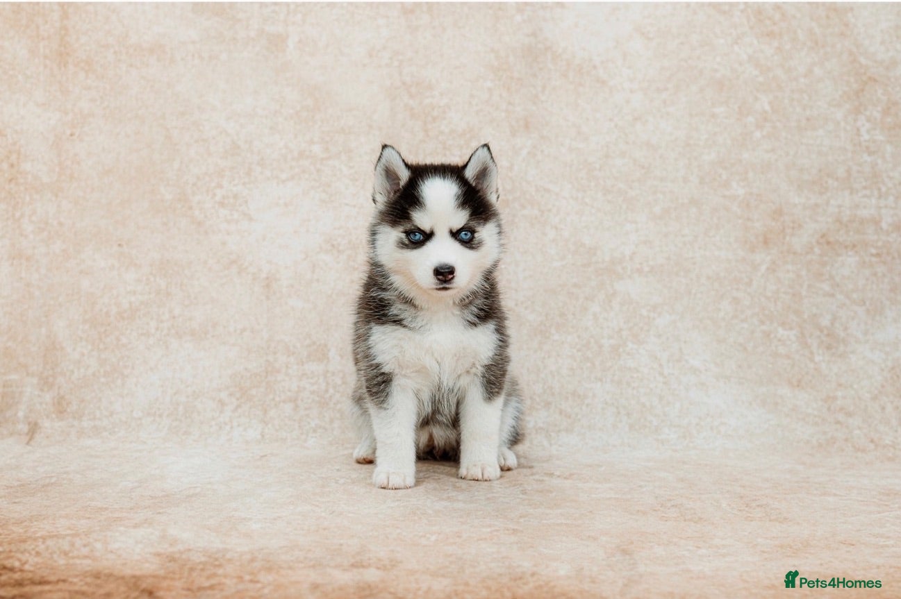 Pomsky dogs F3 Pomsky Puppies - all blue eyed  - Advert 2