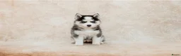 Pomsky dogs for sale: F3 Pomsky Puppies - all blue eyed  - Advert 4