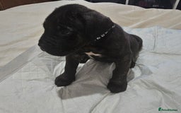 Cane Corso dogs for sale: Cane corsos  puppies  - Image 7