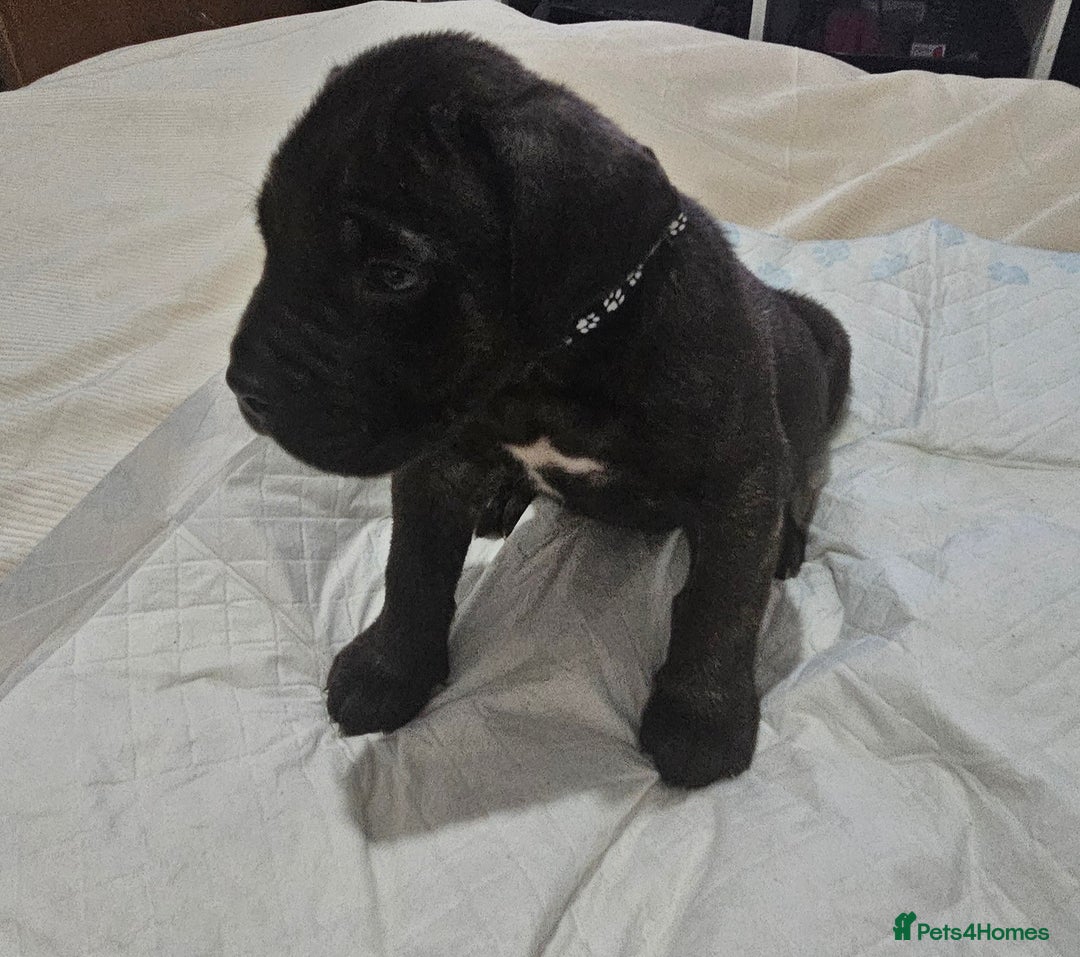 Cane Corso dogs for sale: Cane corsos  puppies  - Image 7