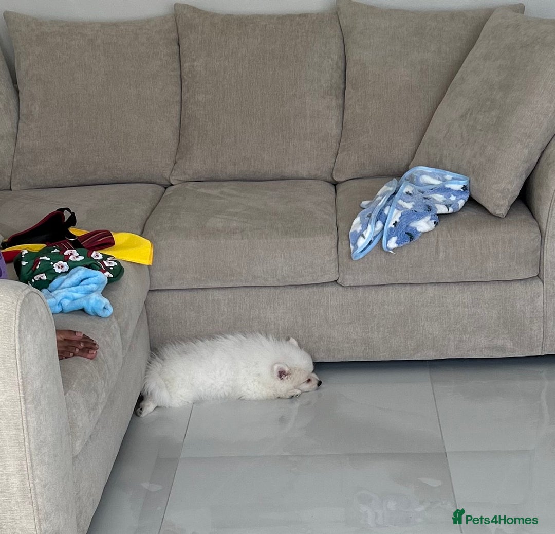 Pomeranian dogs for sale: Sweet boy Pomeranian puppy - Advert 5