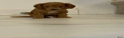 Cockapoo dogs for sale: Cockapoo puppies  - Advert 16