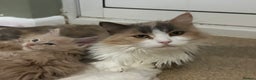 Maine Coon cats for sale: Cream smoke TICA Maine coon boy READY NOW - Advert 6