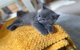 British Shorthair cats for sale: Gorgeous 2 boys  - Image 1