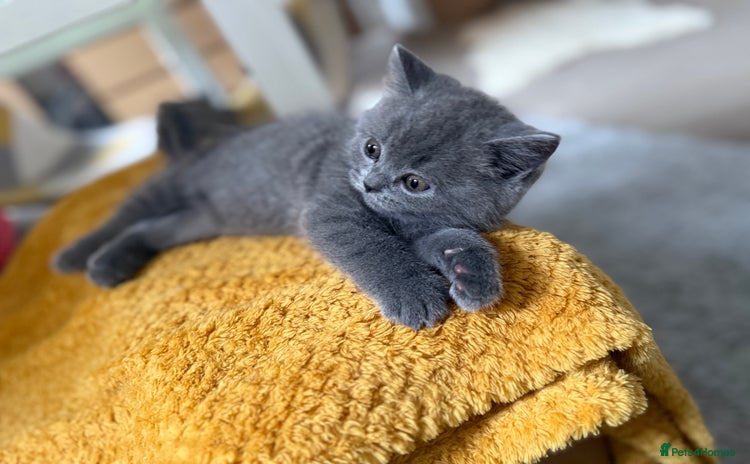 British Shorthair cats - Advert 2