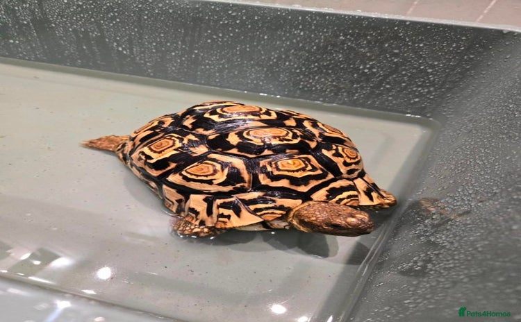 Tortoise reptiles - Advert 12