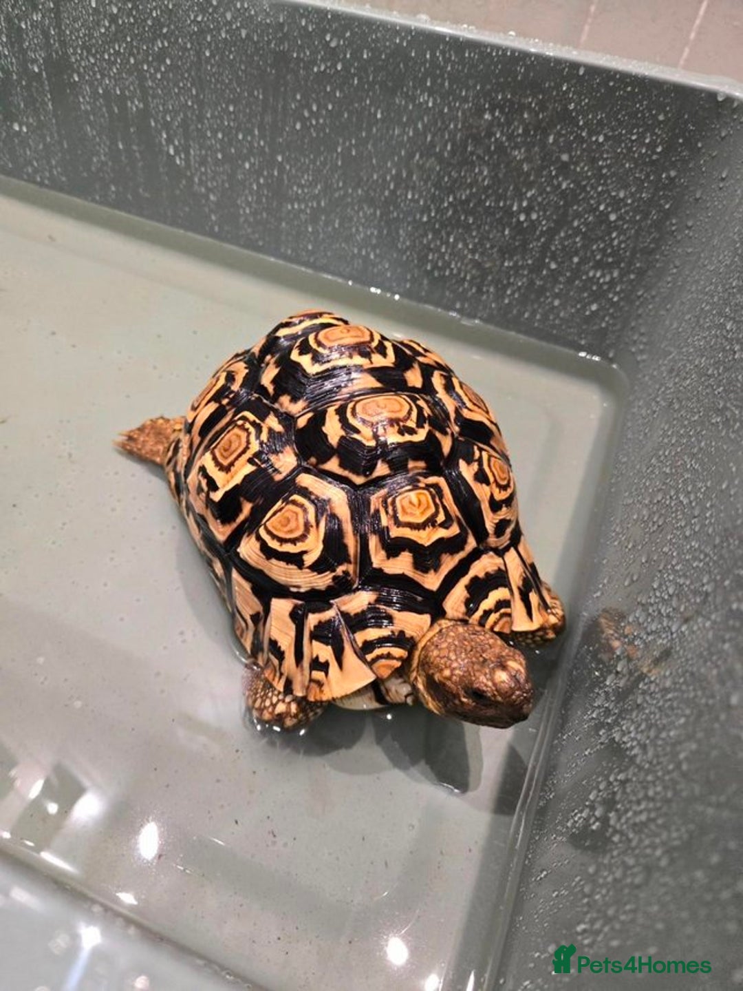 Tortoise reptiles for sale: Beautiful leopard tortoise for sale - Image 1