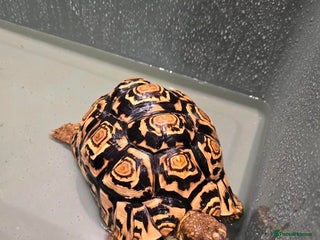 Tortoise reptiles - Advert 11