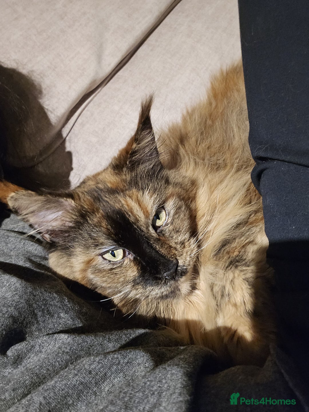 Maine Coon cats for sale: A Loving Maine Coon Girl Seeking Her Forever Home - Image 9