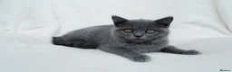 British Shorthair cats for sale: Blue British Shorthair 2 Kittens Left **MUST SEE** - Advert 7