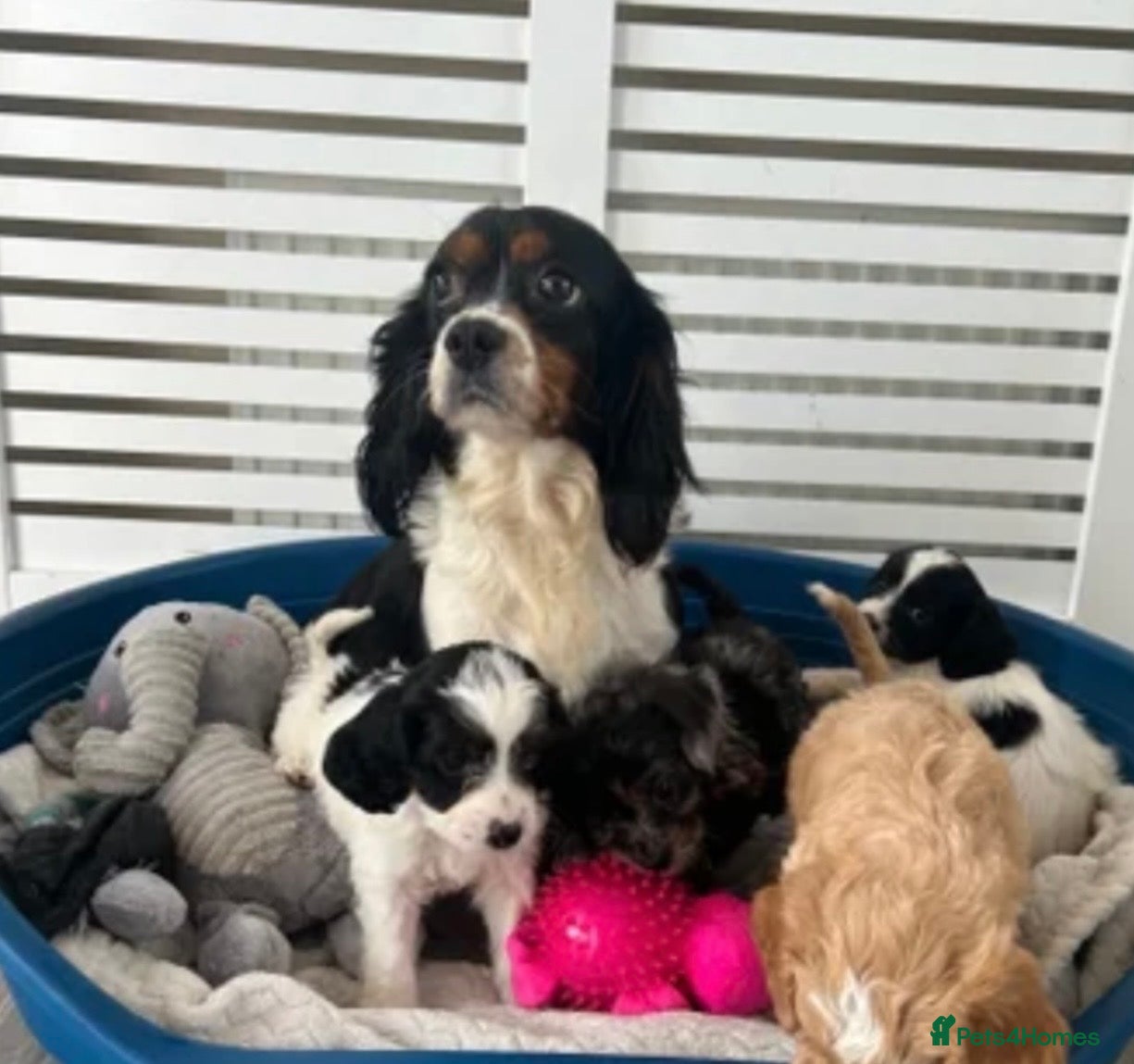 Cavapoo dogs Beautiful cavapoo puppies  - Advert 12