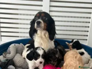 Cavapoo dogs Beautiful cavapoo puppies - Advert 12