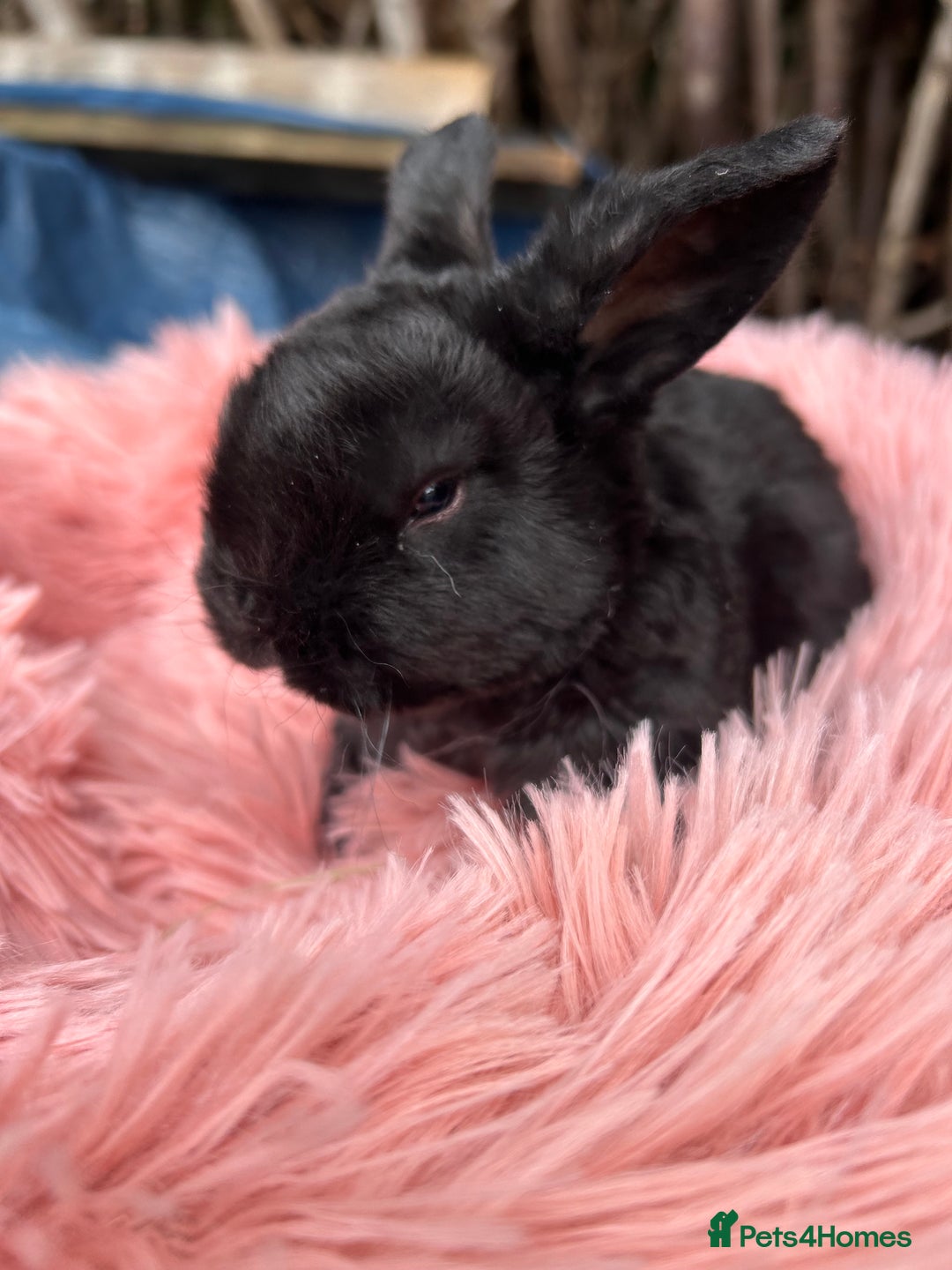 Mini Lop rabbits for sale: Pure breed mini lops  - Image 3