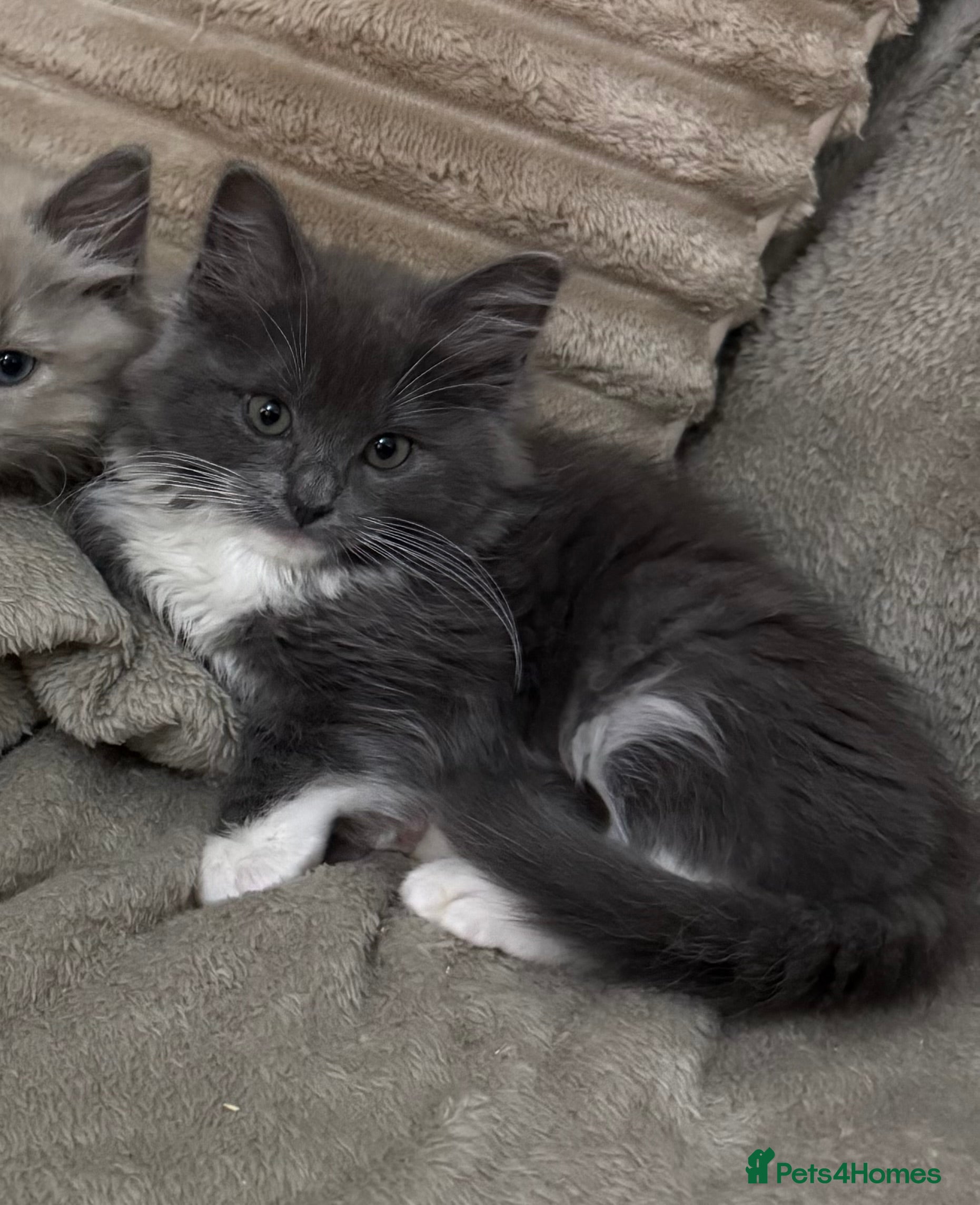 Ragdoll cats Last Solid Blue Mitted Boy - Advert 1