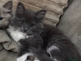 Ragdoll cats Last Solid Blue Mitted Boy - Advert 13