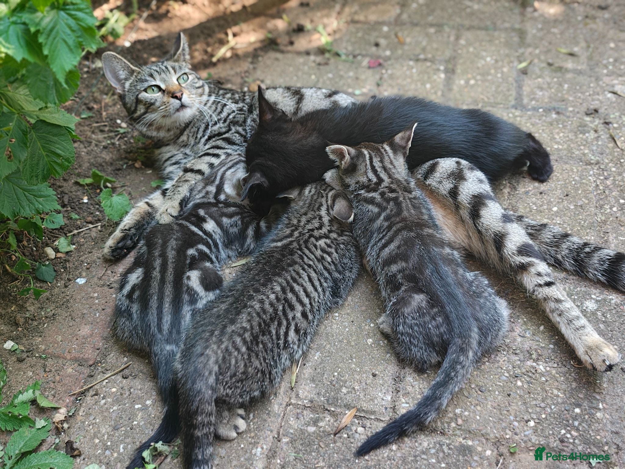 Mixed Breed cats Bengal Marble & British Shorthair  - Advert 2