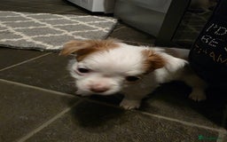 Chihuahua dogs for sale: 2 Chihuahua puppies left,ready now - Image 6