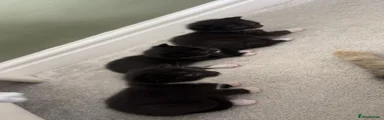 British Longhair Kitten 4