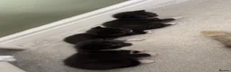 British Longhair cats for sale: Long haired kittens  - Advert 8