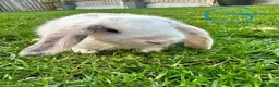 Mini Lop rabbits for sale: Mini Lop Rabbits For Sale  - Advert 20