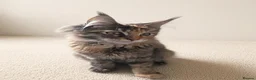 Maine Coon cats for sale: Gorgeous Female Maine Coon Kitten  - Advert 5