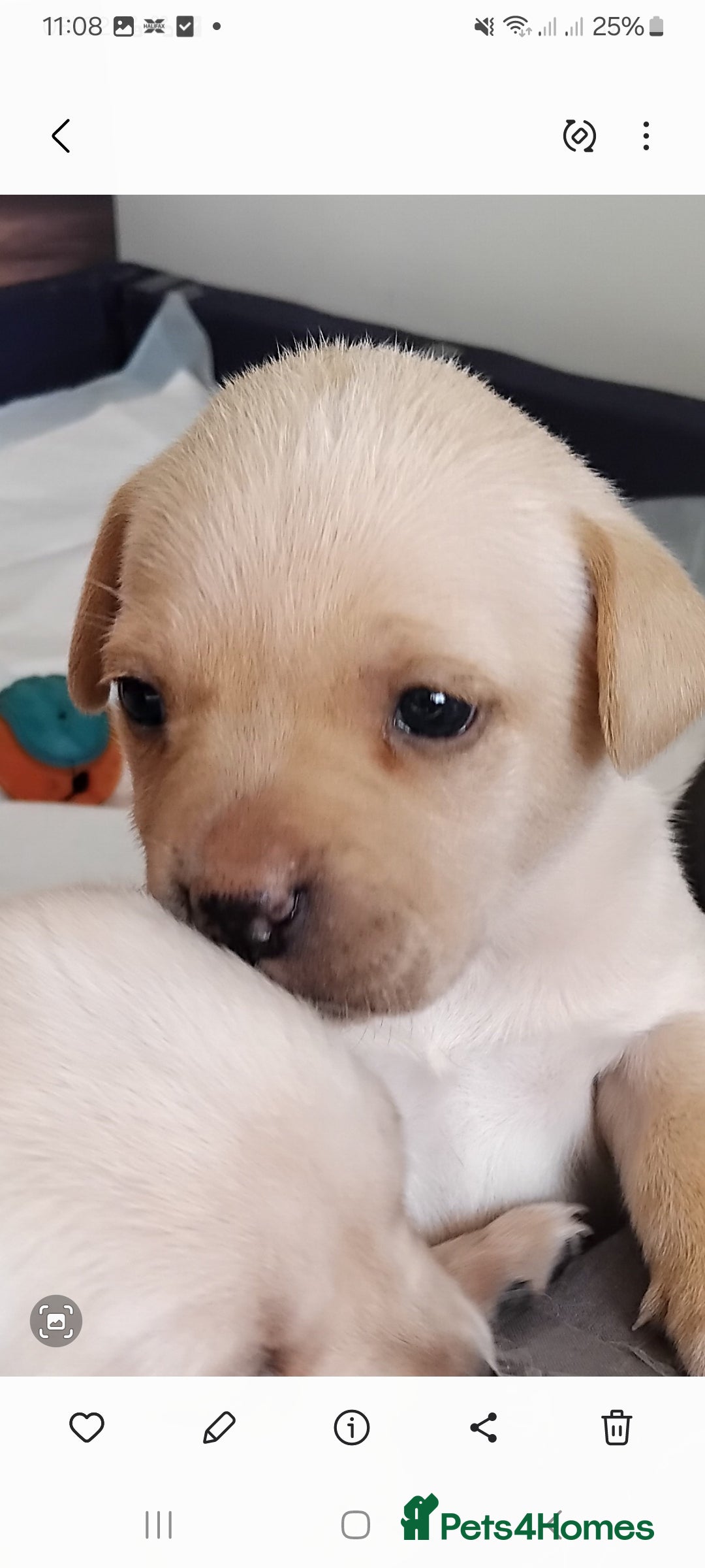 Mixed Breed dogs for sale: Labrador cross french bulldog puppies - Image 5