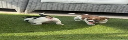 Jack Russell dogs for sale: Beautifull Jack Russell puppies  - Advert 3