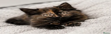 British Longhair