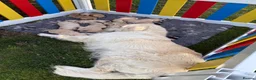 Golden Retriever dogs for sale: Beautiful golden retriever puppies due early June - Advert 3
