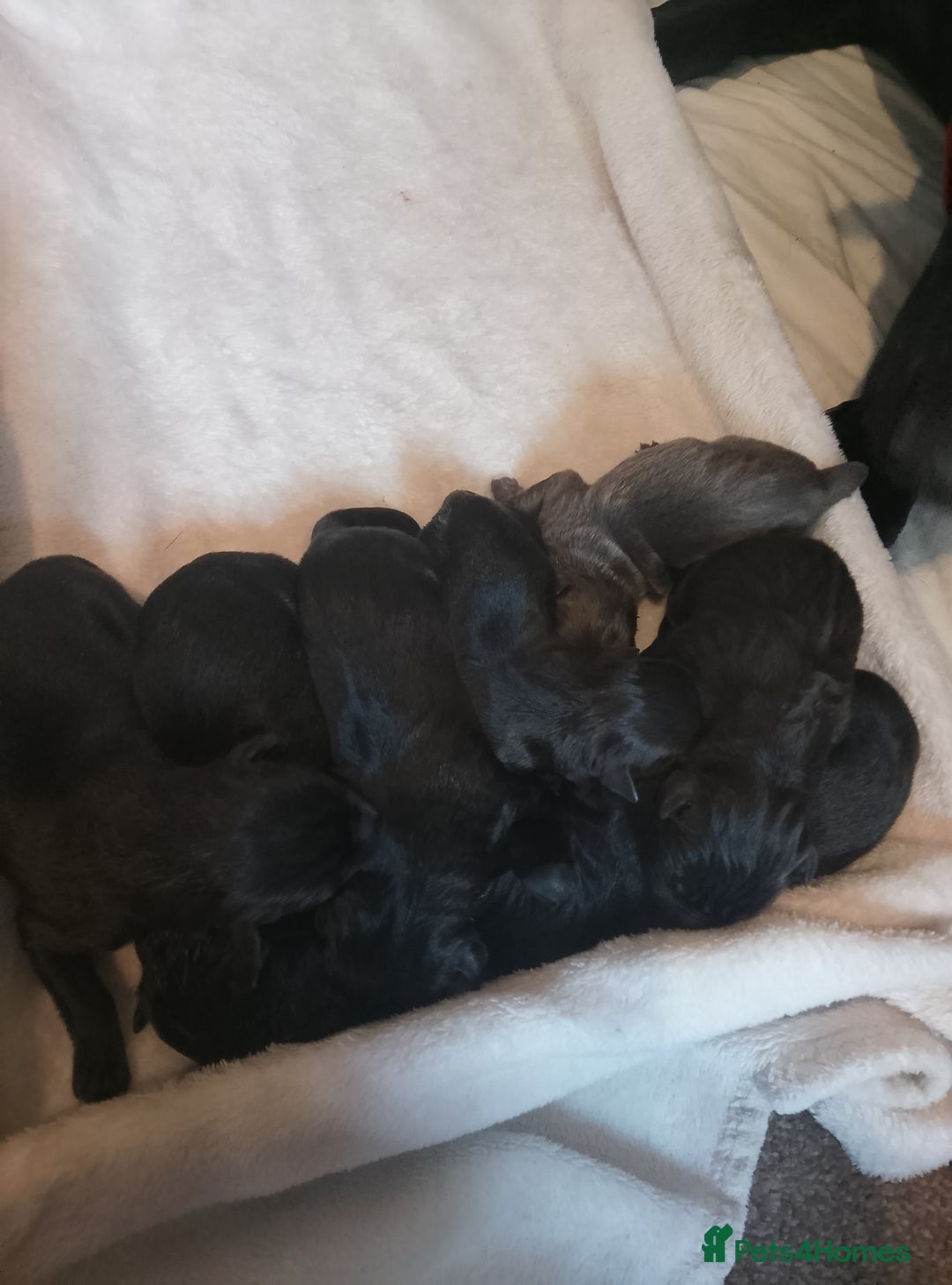 Mixed Breed dogs for sale: Miss  - Image 1