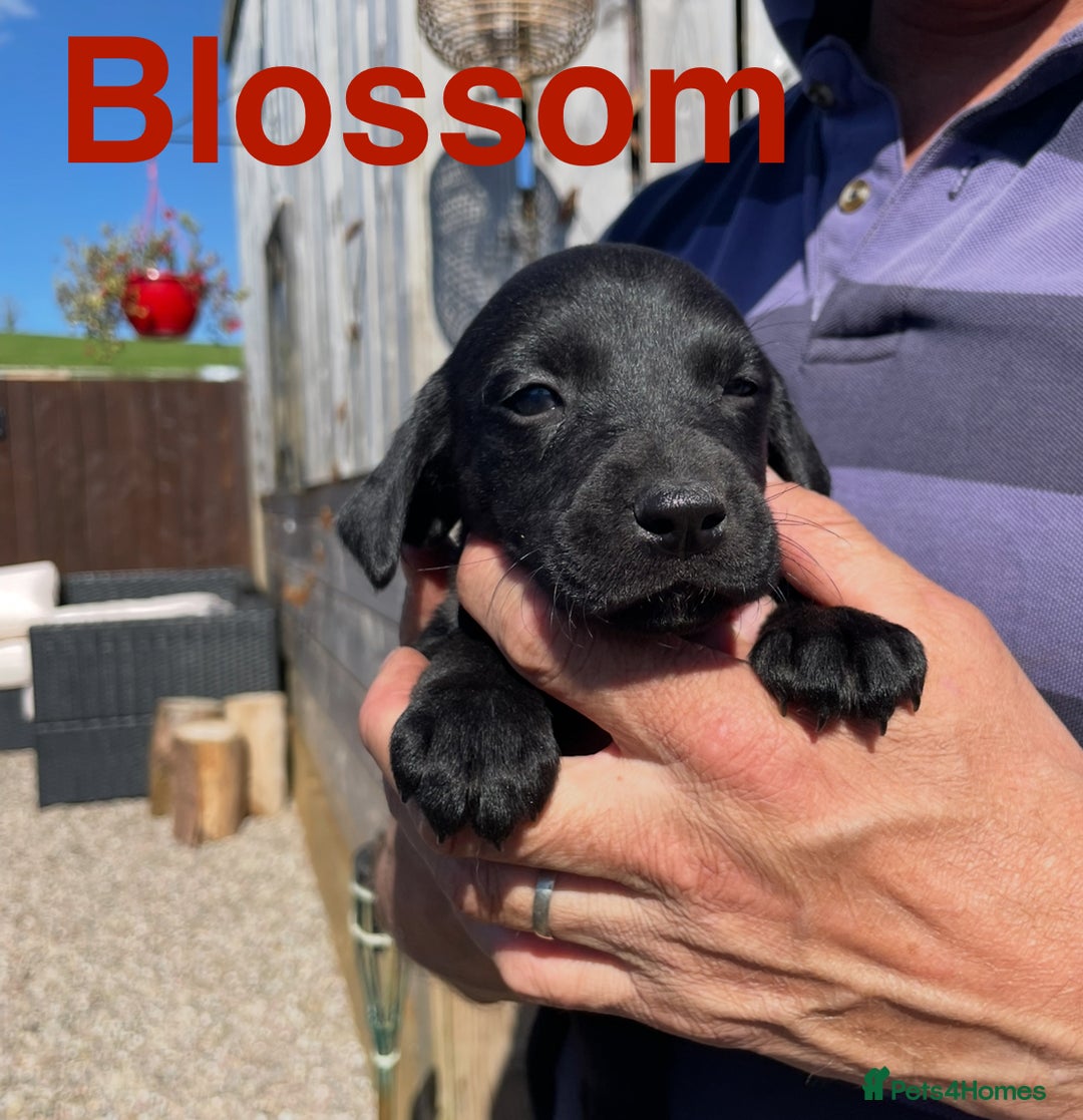 Mixed Breed dogs for sale: Stunning DNA heath test Collie x Hungarian Viszla - Image 24