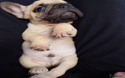 French Bulldog dogs for sale: 4 Beautiful french bulldog puppies  - Image 9
