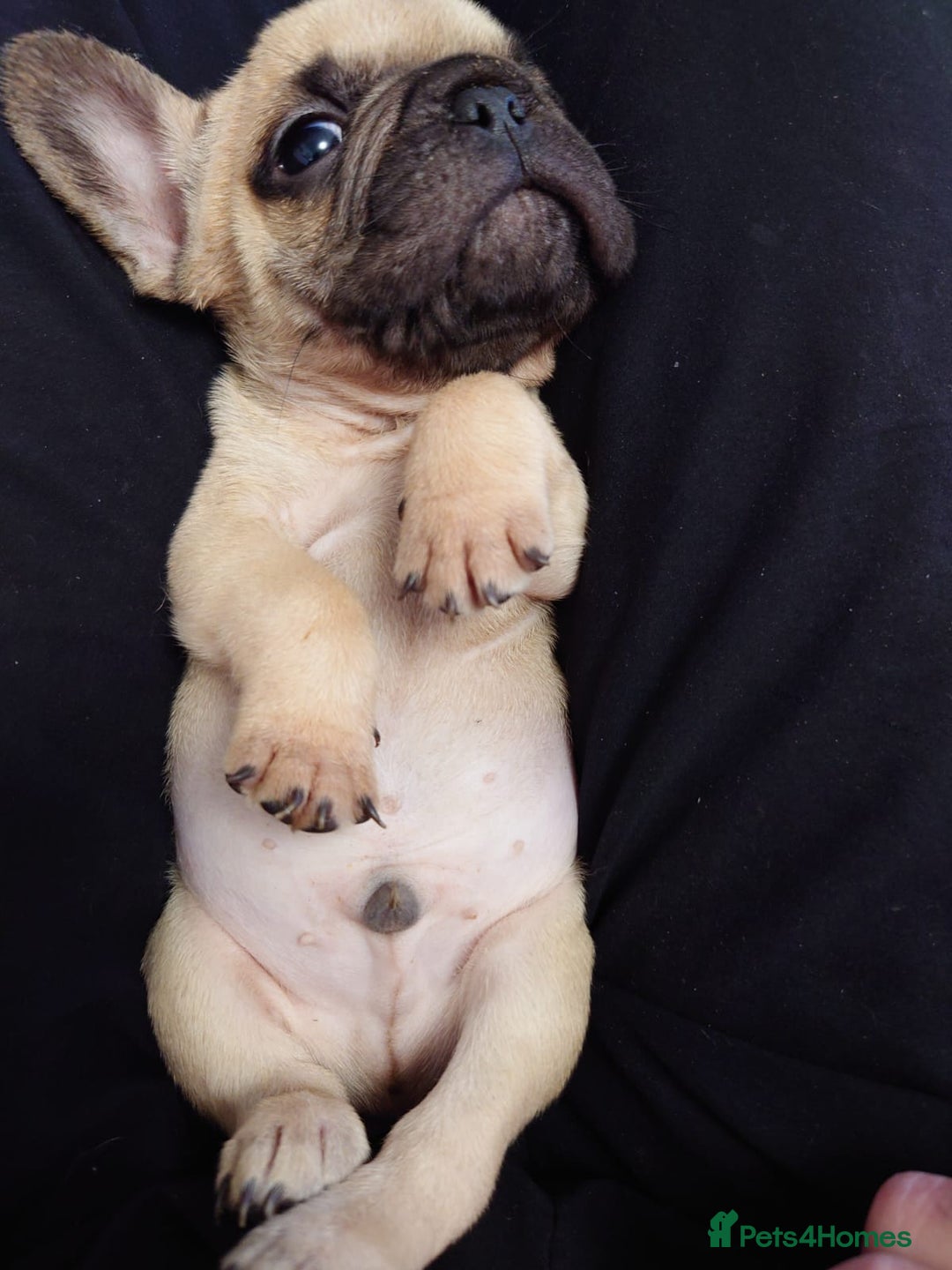 French Bulldog dogs for sale: 4 Beautiful french bulldog puppies  - Image 9