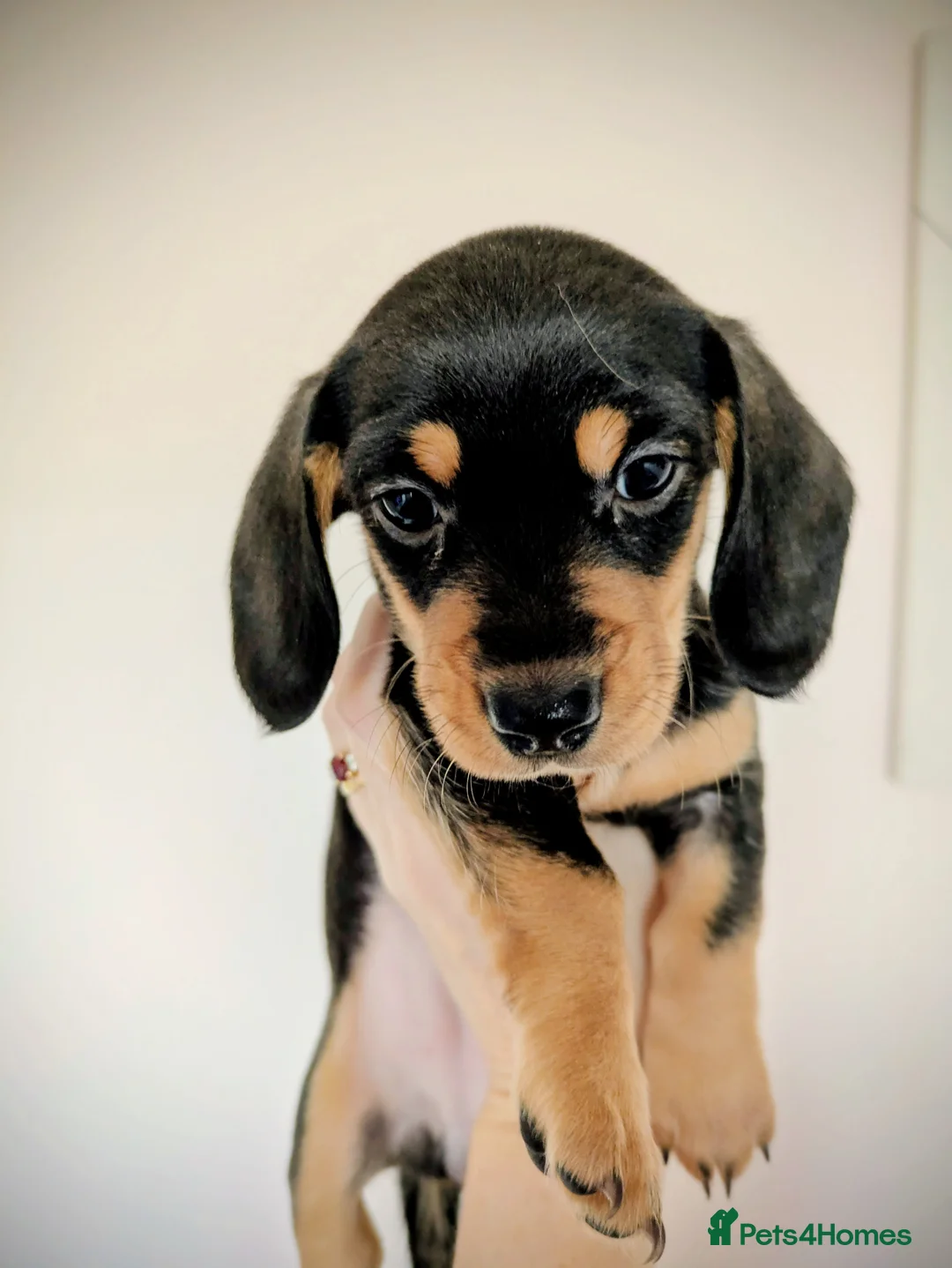 Miniature Dachshund dogs for sale: Miniature baby dachshund - Advert 6