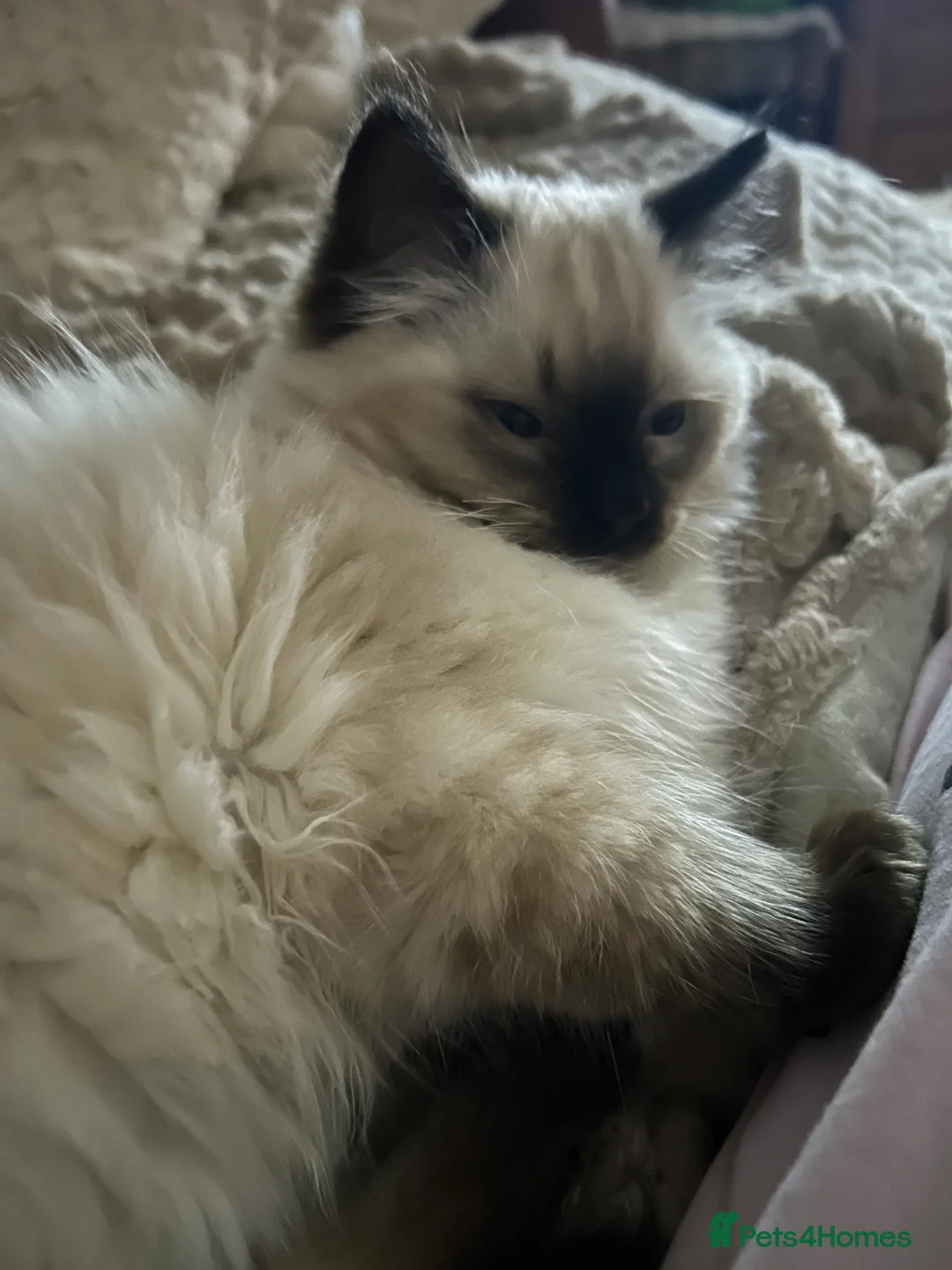 Ragdoll cats for sale: Ragdoll Kittens TICA 2 Boys Seal Blue  - Advert 7