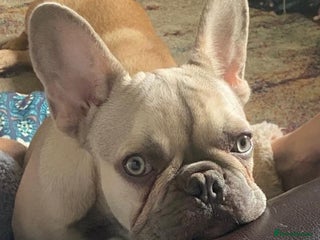 French Bulldog dogs - Advert 9