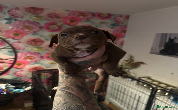 American Bully dogs - Advert 1