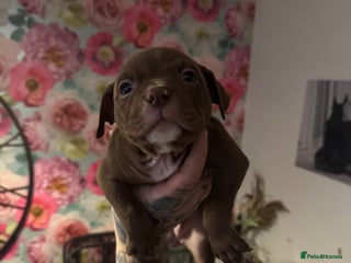 American Bully dogs - Advert 11