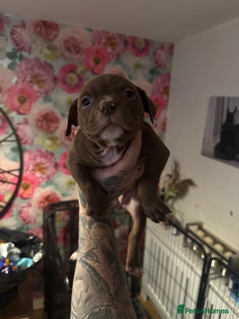 American Bully dogs - Advert 16