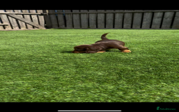 Miniature Dachshund dogs for sale: Delightful litter of KC Longhaired Mini Dachshunds - Image 7