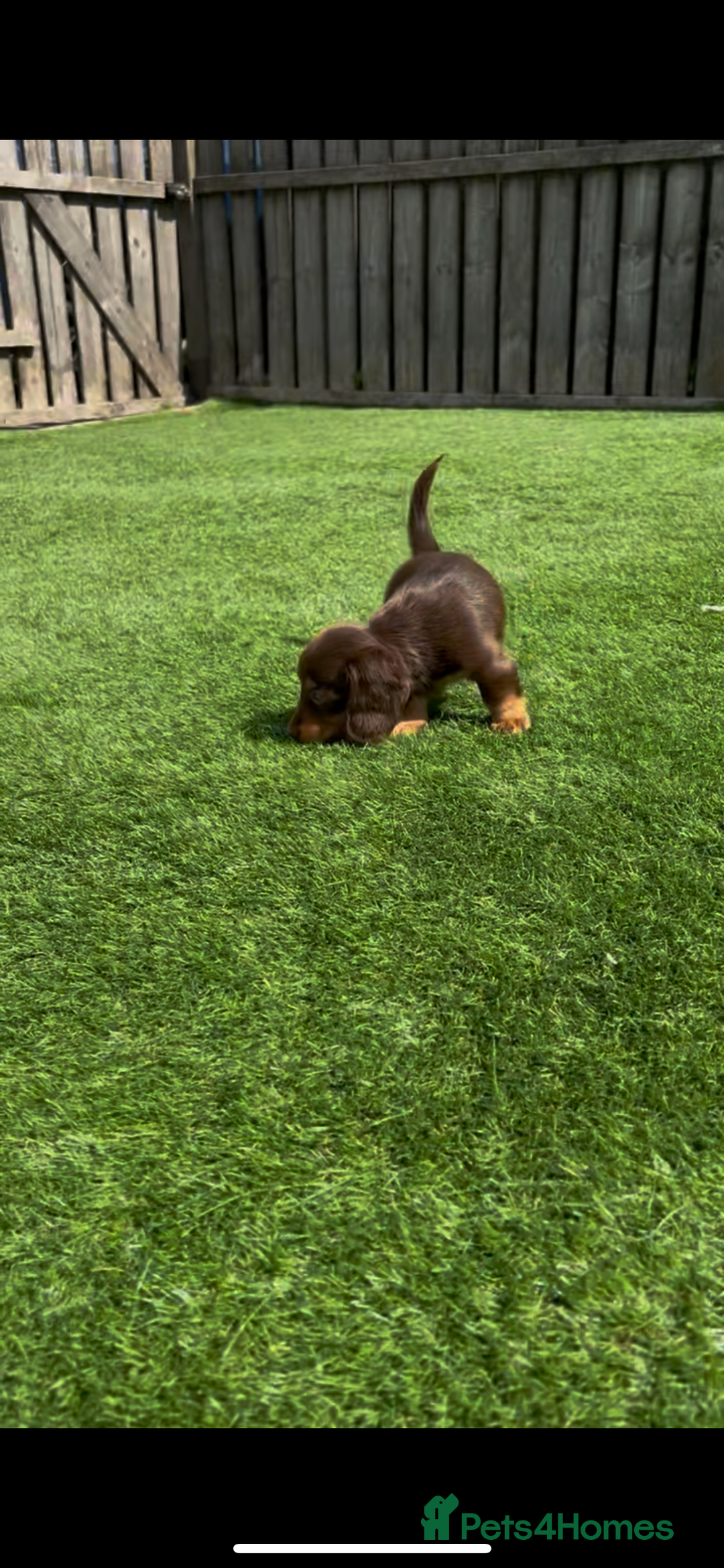 Miniature Dachshund dogs for sale: Delightful litter of KC Longhaired Mini Dachshunds - Image 7