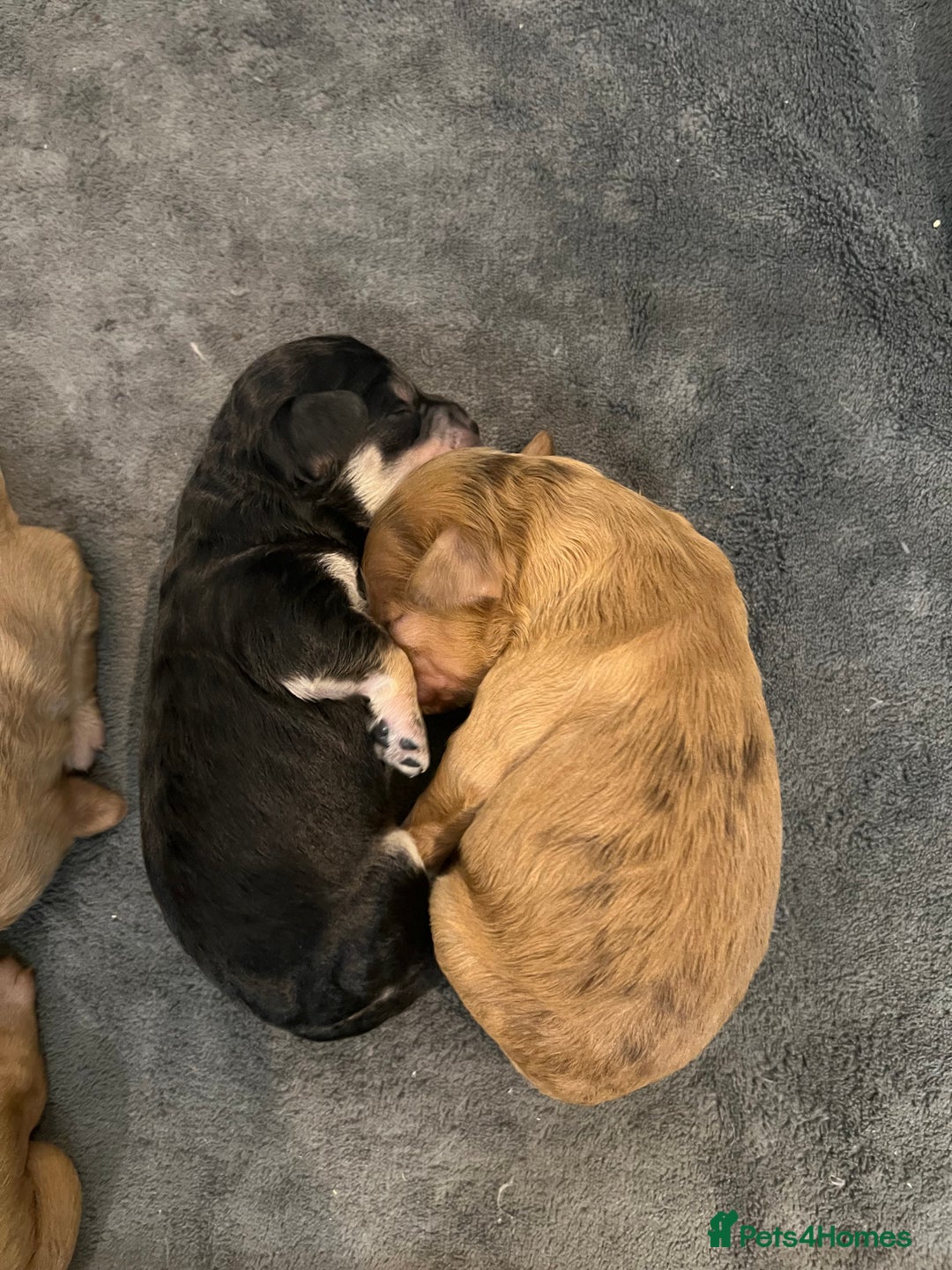 Cockapoo dogs for sale: Stunning F1B Cockapoos - Advert 13