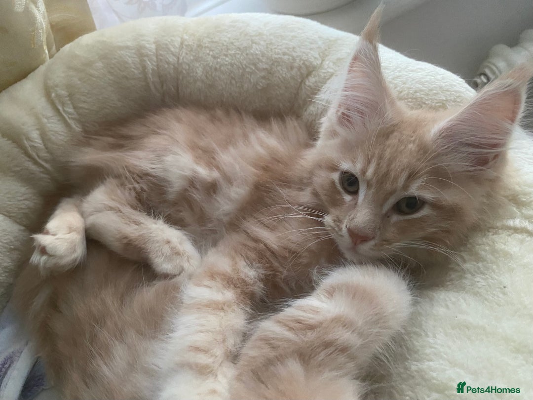 Maine Coon cats for sale: Maine coon kittens Russian/big - Advert 14