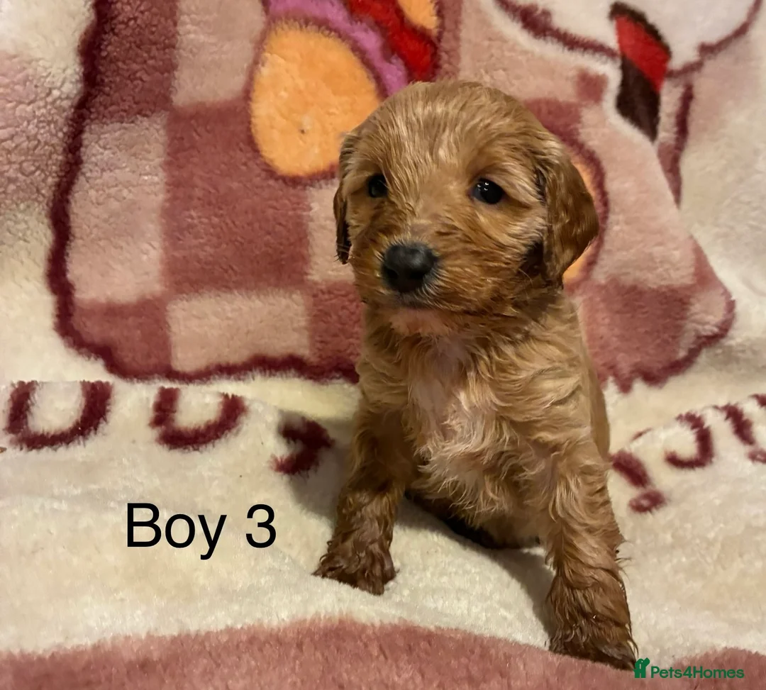 Cockapoo dogs for sale: Cockapoo puppy’s  - Advert 10